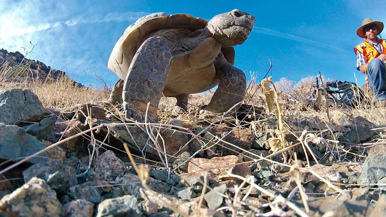 A turtle pictured standing on rocks with a person squatting nearby